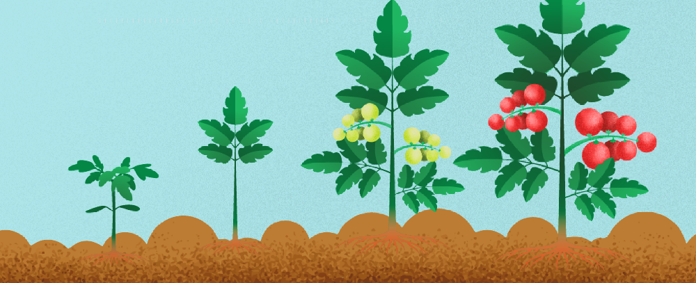 Neues App-Feature: Einjährige Nutzpflanzen