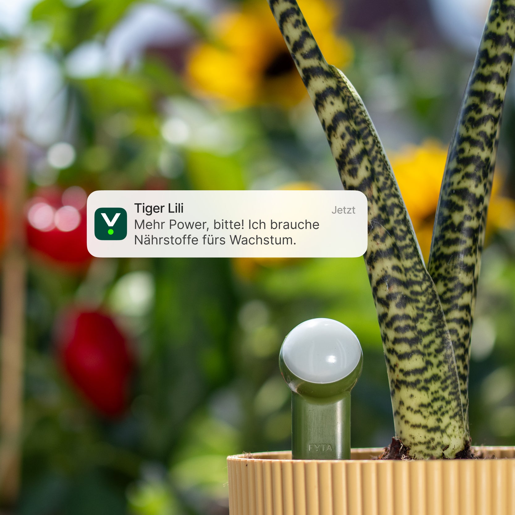 FYTA 2.0: 5x Beam (probe length of your choice)