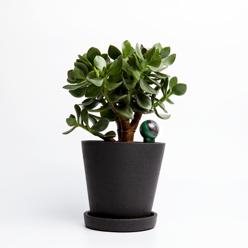 Pflanzensensor FYTA beam