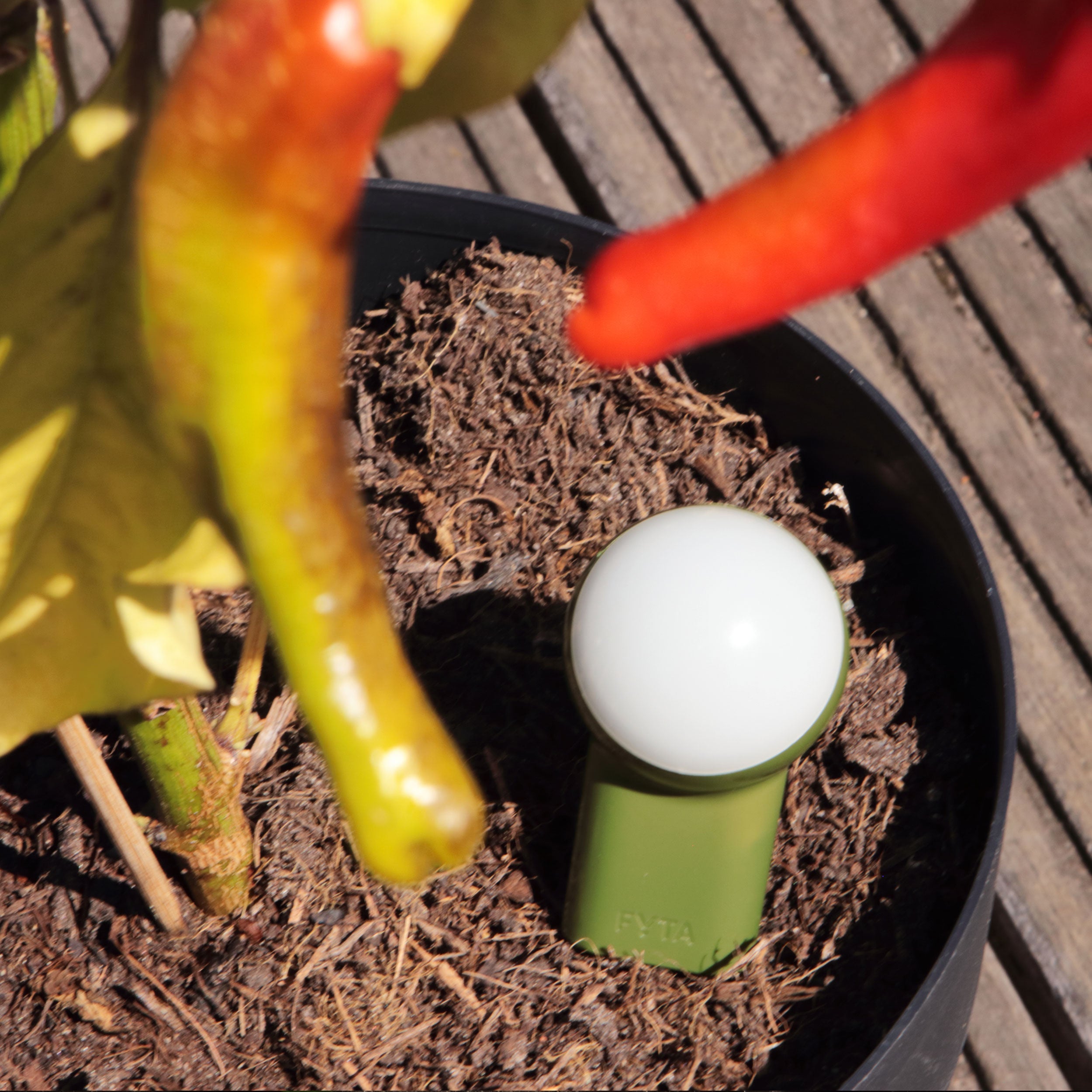 FYTA 2.0: Starter Set + Beam