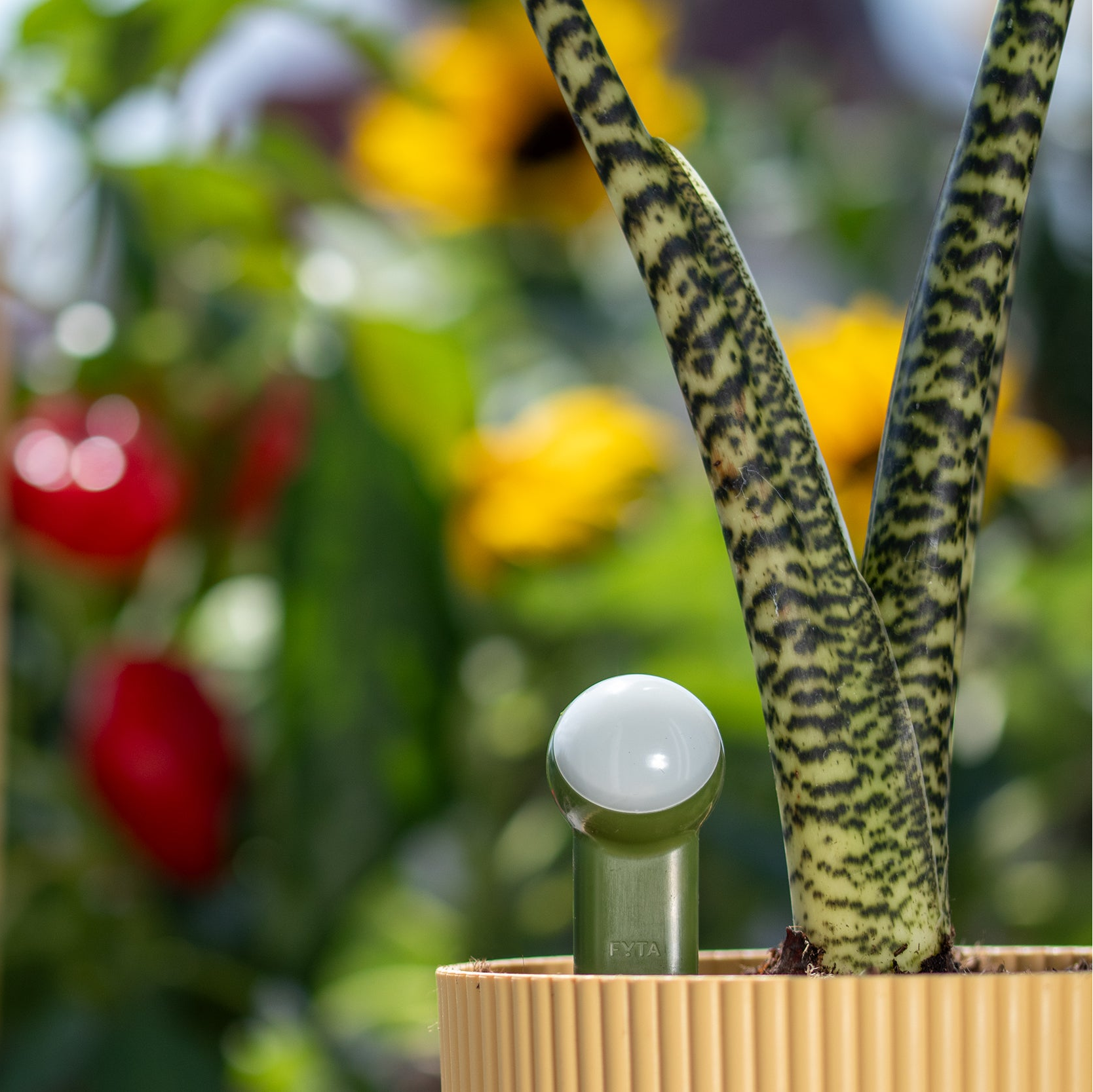 FYTA 2.0: 3x Beam (probe length of your choice)