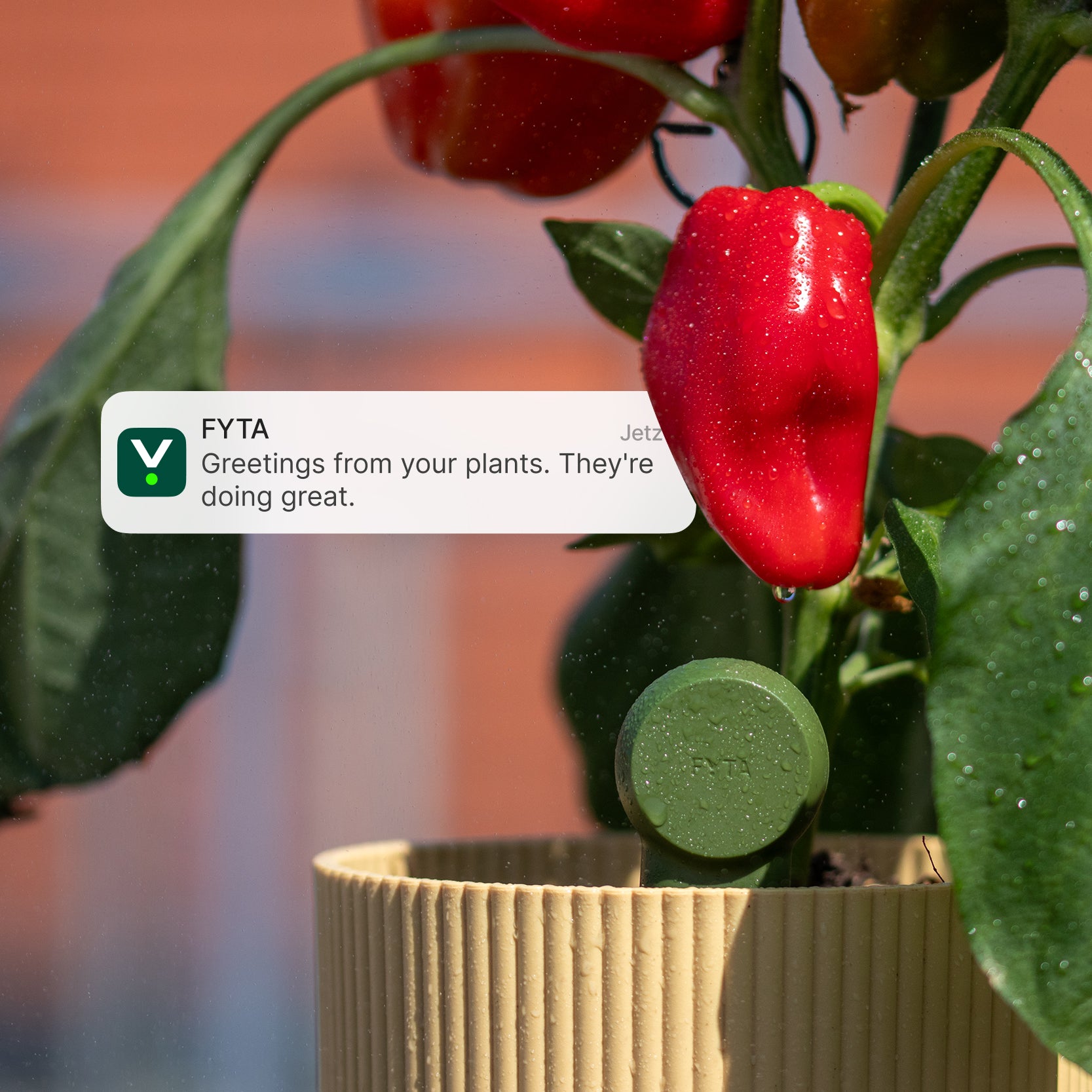 FYTA 2.0: Grow Set + Beam