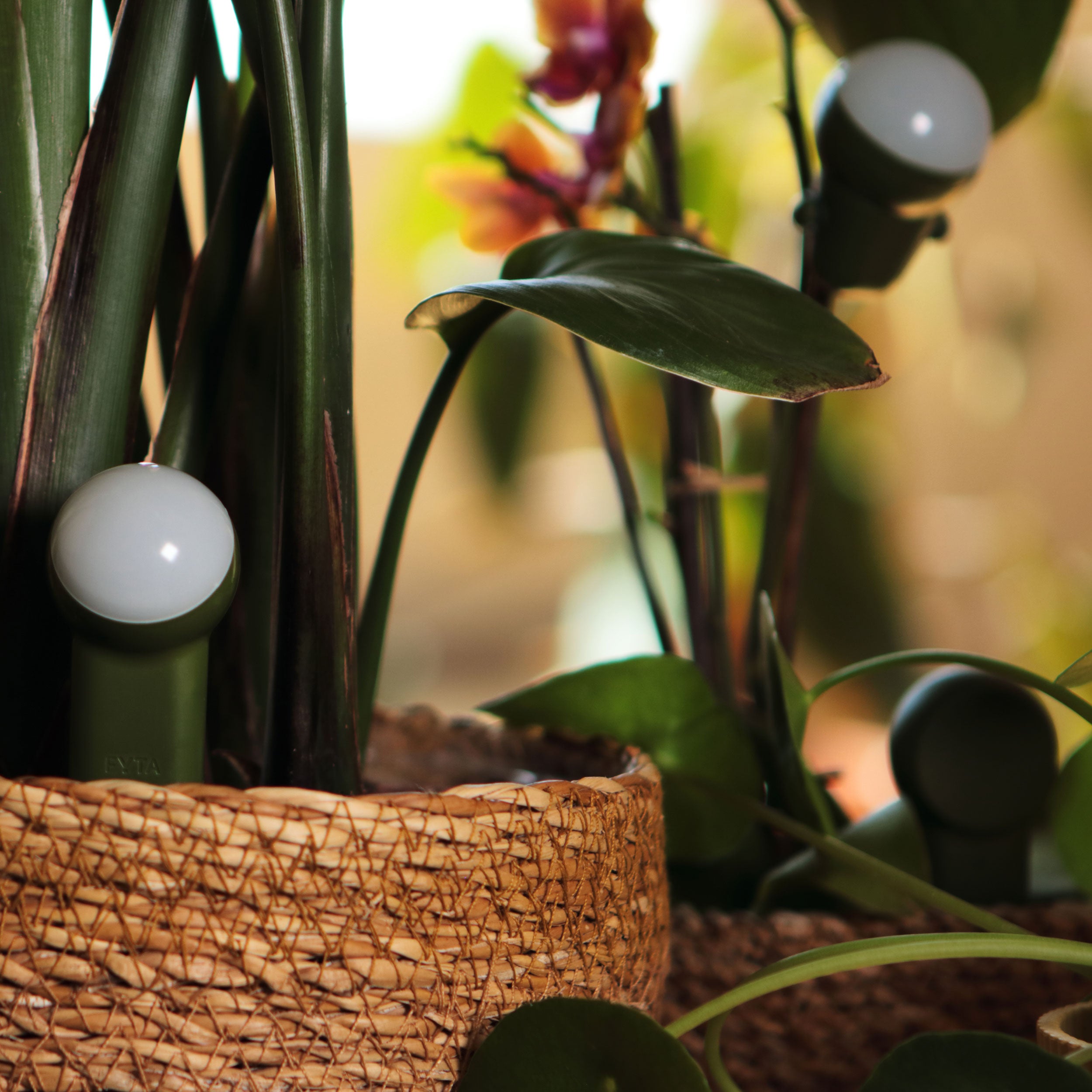 FYTA 2.0: Jungle Set