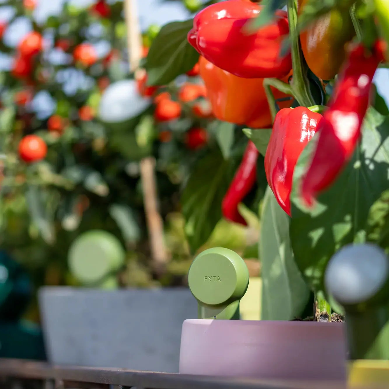 FYTA 2.0: Grove Set + Beam