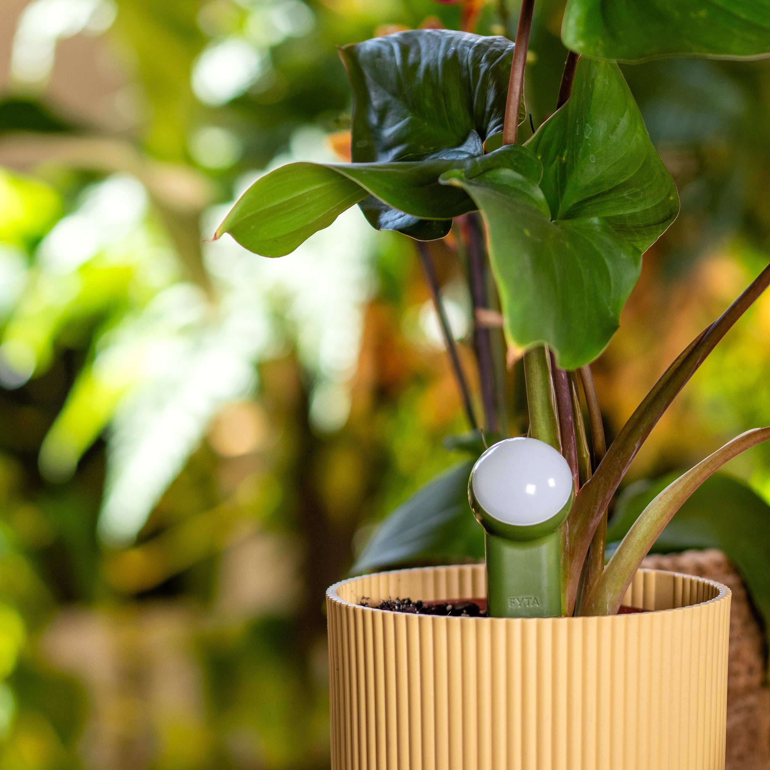 FYTA 2.0: Starter Set + Beam