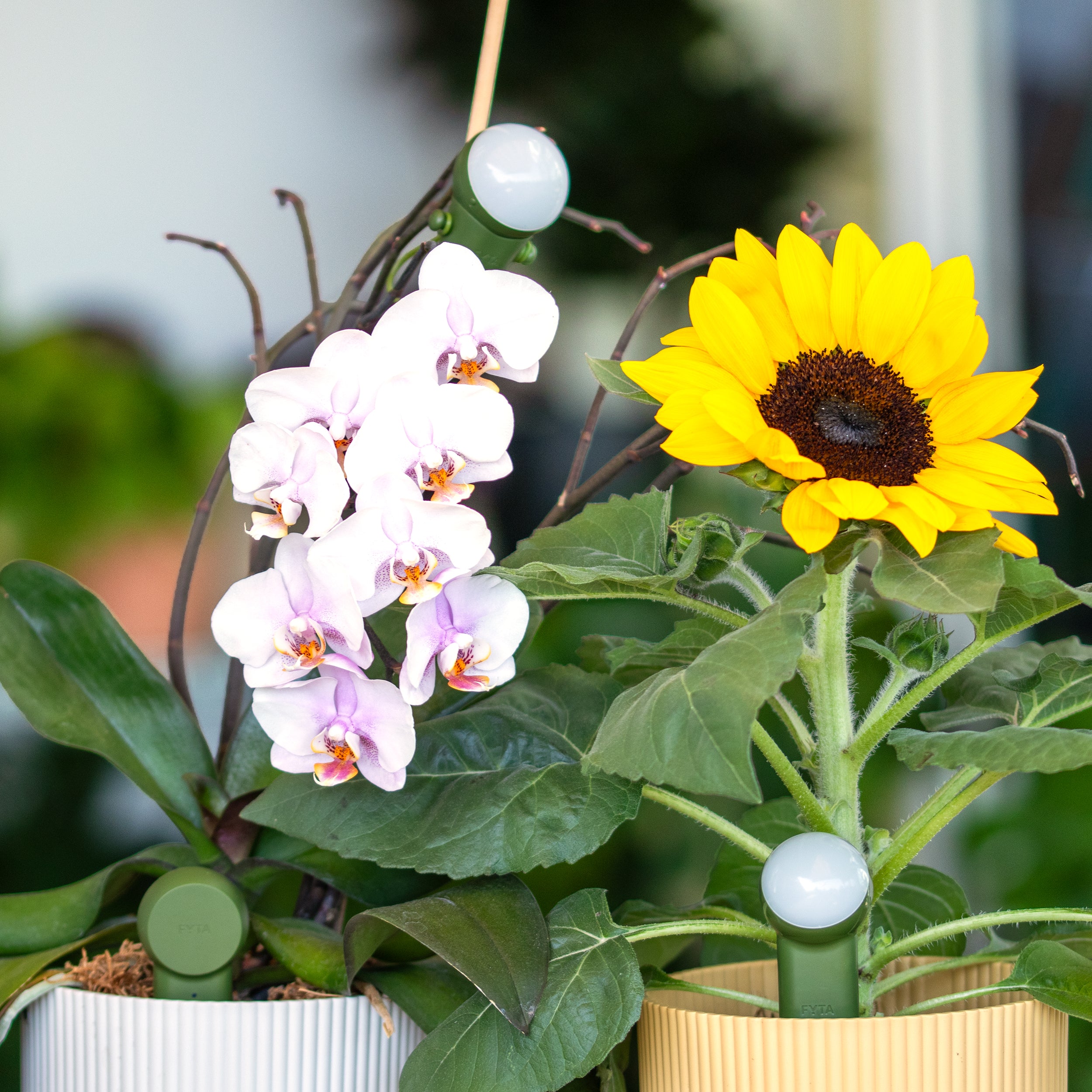 FYTA 2.0: Grow Set + Beam